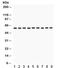 Monoamine Oxidase B antibody, R32040, NSJ Bioreagents, Western Blot image 