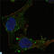 GA Binding Protein Transcription Factor Subunit Alpha antibody, LS-C814012, Lifespan Biosciences, Western Blot image 