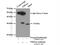 Proteasome Subunit Alpha 4 antibody, 11943-2-AP, Proteintech Group, Immunoprecipitation image 