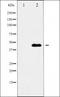 Olfactory Receptor Family 5 Subfamily M Member 1 antibody, orb229715, Biorbyt, Western Blot image 