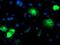 Cytochrome P450 Family 2 Subfamily A Member 6 antibody, MA5-25751, Invitrogen Antibodies, Immunocytochemistry image 