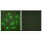 COP9 Signalosome Subunit 3 antibody, MBS9405111, MyBioSource, Immunofluorescence image 
