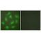 COP9 Signalosome Subunit 3 antibody, MBS9405111, MyBioSource, Immunofluorescence image 