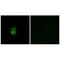 G Protein Subunit Gamma 5 antibody, A10414, Boster Biological Technology, Immunohistochemistry frozen image 