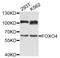 Forkhead Box O4 antibody, STJ23706, St John