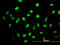 High Mobility Group Box 2 antibody, LS-B4355, Lifespan Biosciences, Immunofluorescence image 