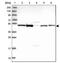 HGH1 Homolog antibody, NBP2-54697, Novus Biologicals, Western Blot image 