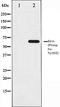 Ezrin antibody, orb106057, Biorbyt, Western Blot image 
