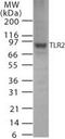 Toll Like Receptor 2 antibody, PA1-41272, Invitrogen Antibodies, Western Blot image 