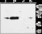 Potassium Voltage-Gated Channel Subfamily J Member 2 antibody, GTX54830, GeneTex, Western Blot image 