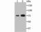 Transglutaminase 2 antibody, NBP2-75687, Novus Biologicals, Western Blot image 