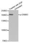 Erb-B2 Receptor Tyrosine Kinase 3 antibody, abx000328, Abbexa, Western Blot image 