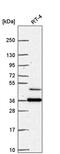 Regulation Of Nuclear Pre-MRNA Domain Containing 1B antibody, PA5-66832, Invitrogen Antibodies, Western Blot image 