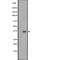 Olfactory Receptor Family 2 Subfamily M Member 4 antibody, abx148209, Abbexa, Western Blot image 