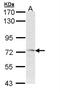 Frizzled Class Receptor 1 antibody, NBP2-16531, Novus Biologicals, Western Blot image 