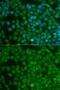 Spi-B Transcription Factor antibody, GTX32893, GeneTex, Immunofluorescence image 