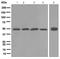 Bone Morphogenetic Protein 4 antibody, ab124715, Abcam, Western Blot image 