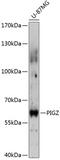 Phosphatidylinositol Glycan Anchor Biosynthesis Class Z antibody, 15-533, ProSci, Western Blot image 