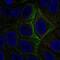 Adenylate Cyclase 5 antibody, NBP2-57976, Novus Biologicals, Immunofluorescence image 