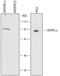 Heat Shock Protein 90 Alpha Family Class A Member 1 antibody, AF7247, R&D Systems, Western Blot image 