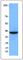 Cyclin Dependent Kinase 2 antibody, 643901, BioLegend, Western Blot image 