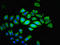 Thymocyte Expressed, Positive Selection Associated 1 antibody, LS-C395935, Lifespan Biosciences, Immunofluorescence image 