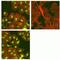 Eukaryotic Translation Initiation Factor 4E Binding Protein 1 antibody, 700238, Invitrogen Antibodies, Immunofluorescence image 