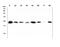 RAN, Member RAS Oncogene Family antibody, M00204-1, Boster Biological Technology, Western Blot image 