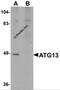 Autophagy Related 13 antibody, 5799, ProSci, Western Blot image 