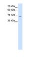 Lamin B2 antibody, orb330479, Biorbyt, Western Blot image 