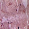 Acyl-CoA Thioesterase 9 antibody, LS-C354513, Lifespan Biosciences, Immunohistochemistry frozen image 