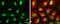 Craniofacial Development Protein 1 antibody, GTX629741, GeneTex, Immunocytochemistry image 