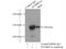 MYB Binding Protein 1a antibody, 14524-1-AP, Proteintech Group, Immunoprecipitation image 