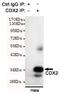 Caudal Type Homeobox 2 antibody, GTX49162, GeneTex, Immunoprecipitation image 