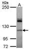 ATPase Sarcoplasmic/Endoplasmic Reticulum Ca2+ Transporting 2 antibody, PA5-29380, Invitrogen Antibodies, Western Blot image 