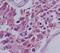 Humanin antibody, NB100-56877, Novus Biologicals, Immunohistochemistry paraffin image 