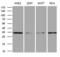 Mitochondrial Ribosomal Protein L19 antibody, MA5-26879, Invitrogen Antibodies, Western Blot image 