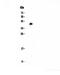 TNF Receptor Superfamily Member 13B antibody, PA5-80147, Invitrogen Antibodies, Western Blot image 