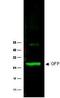 NME/NM23 Nucleoside Diphosphate Kinase 1 antibody, orb107417, Biorbyt, Western Blot image 