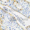 Cathepsin G antibody, A5636, ABclonal Technology, Immunohistochemistry paraffin image 