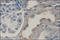 COX2 antibody, 252153, Abbiotec, Immunohistochemistry paraffin image 