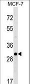 RAB26, Member RAS Oncogene Family antibody, LS-C158784, Lifespan Biosciences, Western Blot image 