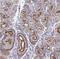 Somatostatin Receptor 1 antibody, NBP2-34203, Novus Biologicals, Immunohistochemistry paraffin image 