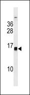 Histone Cluster 1 H2B Family Member H antibody, LS-C203734, Lifespan Biosciences, Western Blot image 