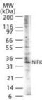 Nucleolar Protein Interacting With The FHA Domain Of MKI67 antibody, PA1-41392, Invitrogen Antibodies, Western Blot image 