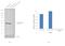 Citrate Synthase antibody, PA5-22126, Invitrogen Antibodies, Western Blot image 