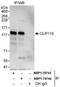 CAP-Gly Domain Containing Linker Protein 2 antibody, NBP1-78743, Novus Biologicals, Western Blot image 