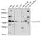 Calcium-binding and coiled-coil domain-containing protein 1 antibody, GTX65858, GeneTex, Western Blot image 