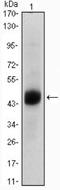 Forkhead Box A2 antibody, NBP1-51574, Novus Biologicals, Western Blot image 