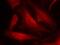 Cell Division Cycle 25C antibody, NB100-81841, Novus Biologicals, Immunocytochemistry image 